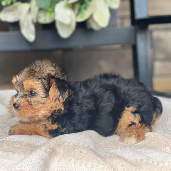 Yorkshire Terrier macho Otto