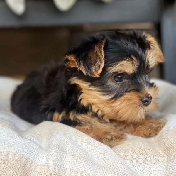 Rookie!  Yorkshire Terrier macho