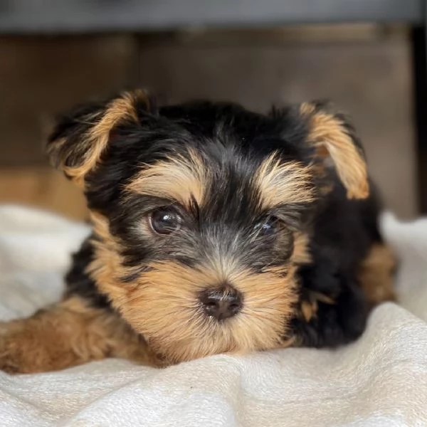 Rookie!  Yorkshire Terrier macho | Foto 1