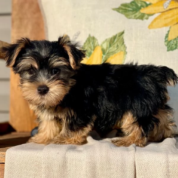 Rookie!  Yorkshire Terrier macho | Foto 0