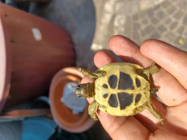tartaruga di terra  | Foto 7