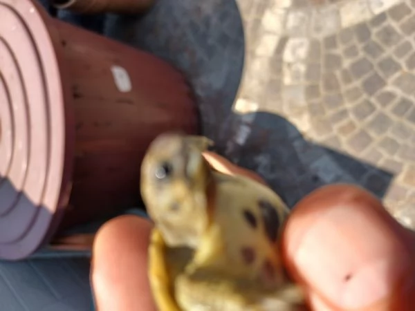 tartaruga di terra  | Foto 5