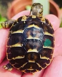 tartaruga di terra  | Foto 3