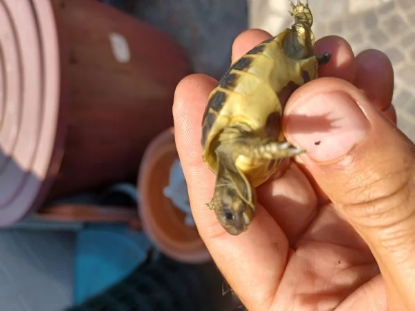 tartaruga di terra  | Foto 2