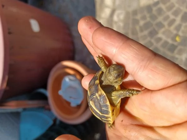 tartaruga di terra  | Foto 1