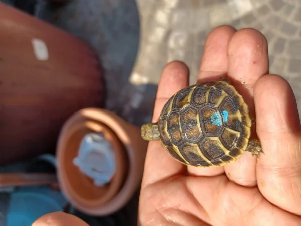 tartaruga di terra  | Foto 0