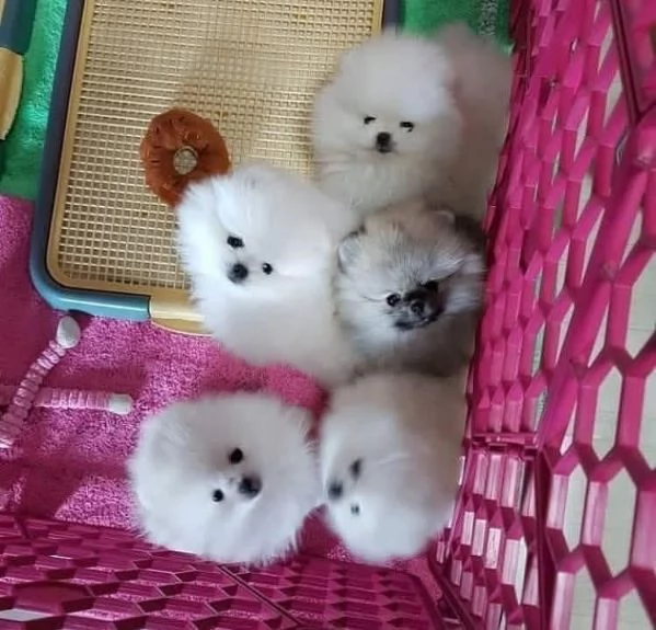 Cucciolo di Pomerania in adozione