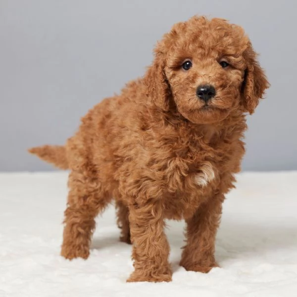 Goldendoodle maschio