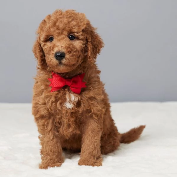 Goldendoodle cerca casa.