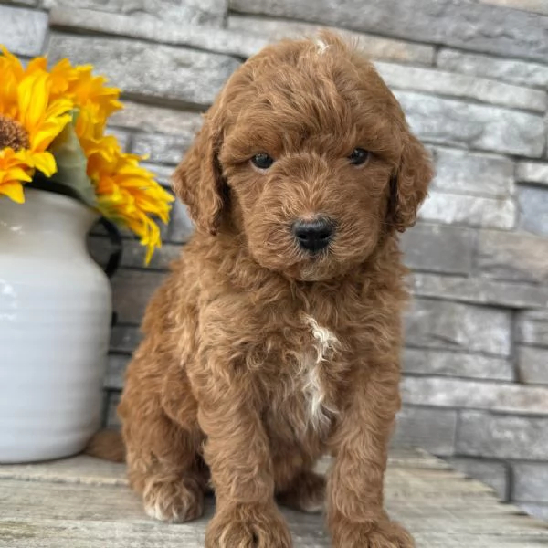 Goldendoodle in cerca di adozione.