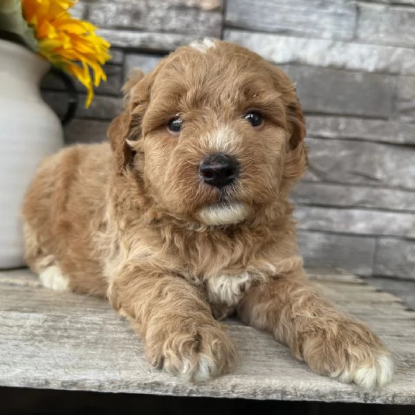 Mini Goldendoodle in cerca di adozione.