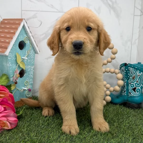 una golden retriever hembra 