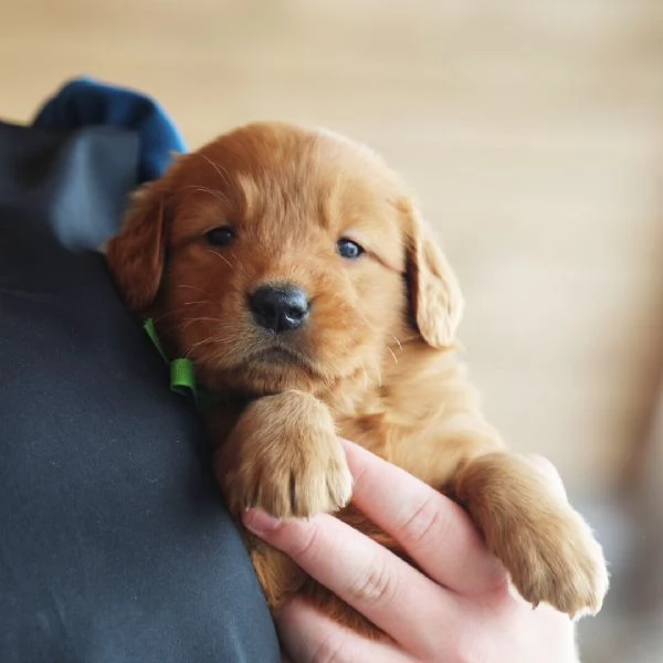 golden retriever macho 