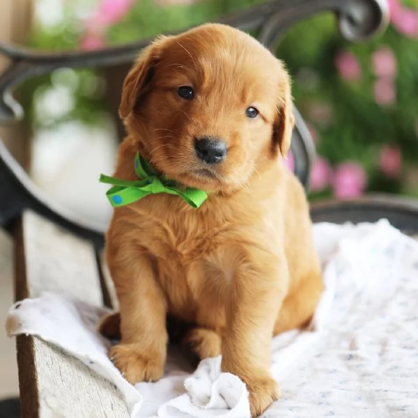 golden retriever macho  | Foto 0