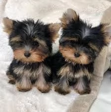 Cuccioli di Yorkie da compagnia in adozione