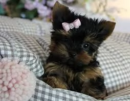 Cuccioli di Yorkshire Terrier perfetti in adozione