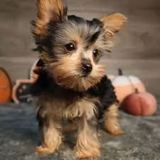 Cucciola di Yorkshire Terrier femmina in adozione