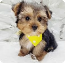 Cucciolo di Yorkshire maschio in adozione