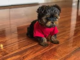 Cuccioli di Yorkshire Terrier registrati in adozione