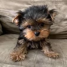 Adorabili cuccioli di Yorkshire Terrier in adozione