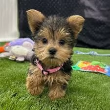 Cuccioli di Yorkshire Terrier in adozione