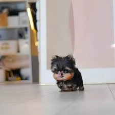 Cuccioli di Yorkshire terrier da adottare