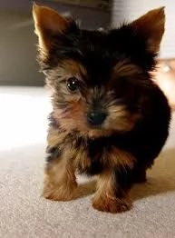 Fantastici cuccioli di Yorkshire Terrier in adozione