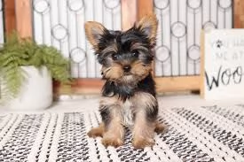 Cuccioli di Yorkshire Terrier eccellenti in adozione
