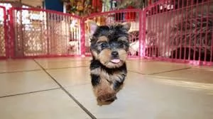 Cuccioli di Yorkshire Terrier eccellenti in adozione