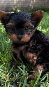 Cuccioli di Yorkshire Terrier eccellenti in adozione