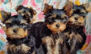 Cuccioli di Yorkshire Terrier da adottare