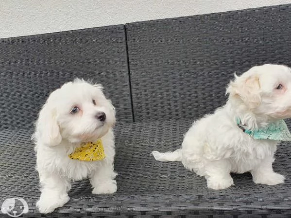 Cuccioli di maltese mini