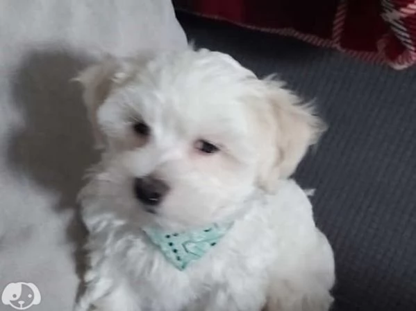 Cuccioli di maltese mini | Foto 1