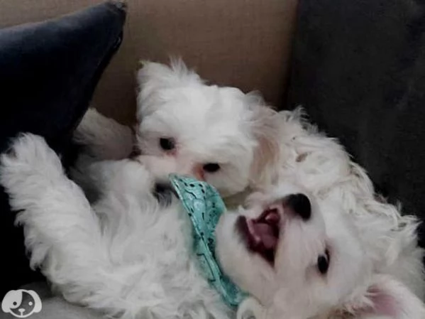 Cuccioli maltese coreano piccolissimi | Foto 1