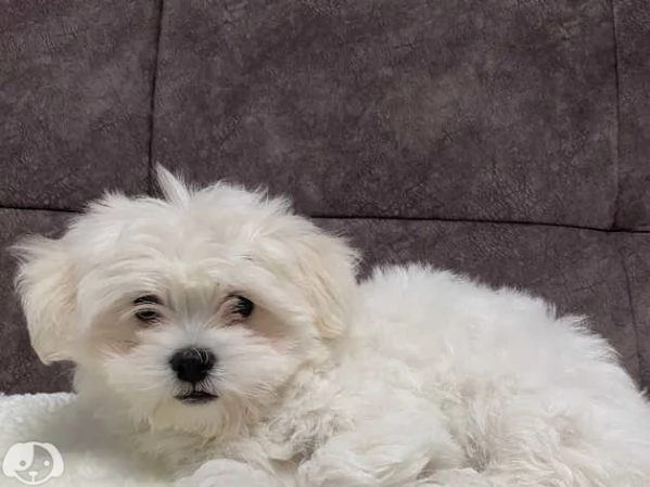 Maltese coreano | Foto 1