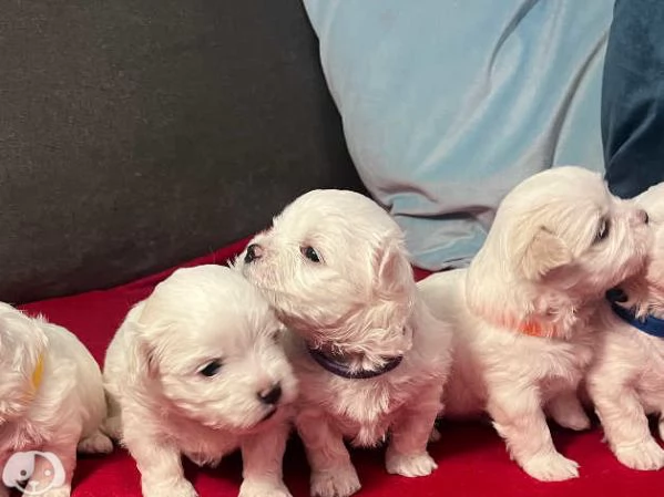 Maltese toy | Foto 0