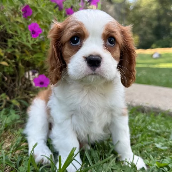 Cavalier King Charles Spaniel Macho