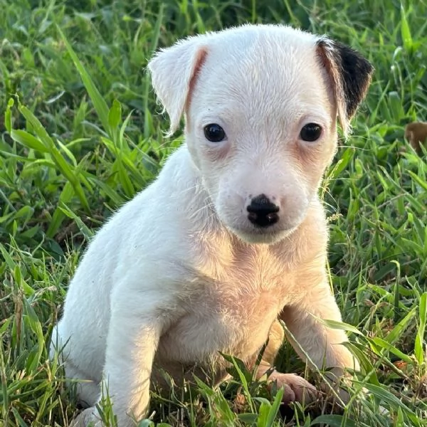 Jack Russell Terrier