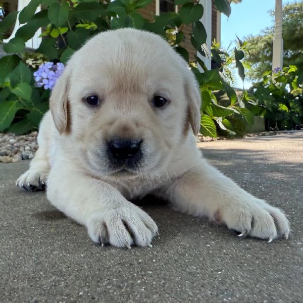 Labrador Retriever