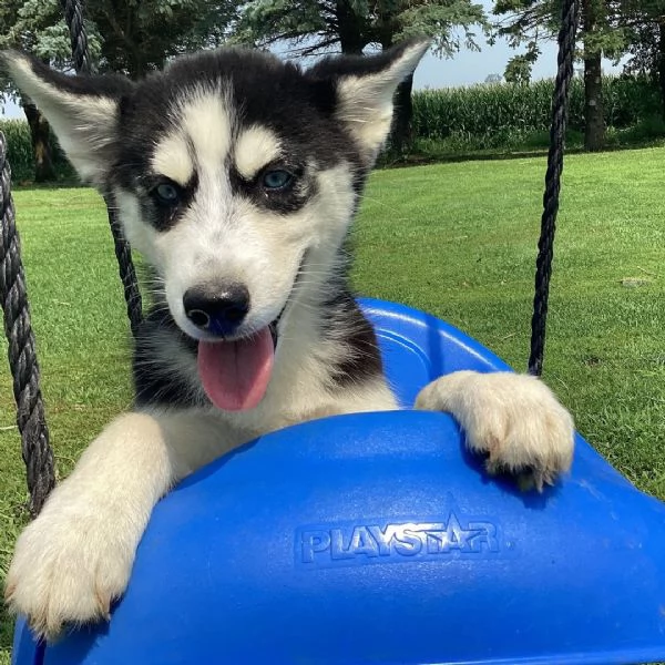 Siberian Husky 