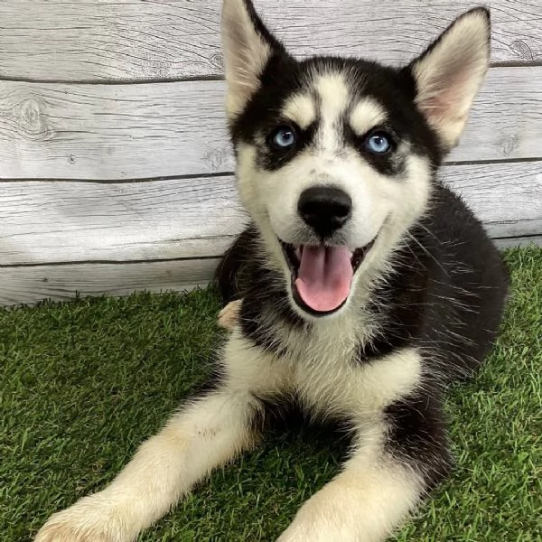 Siberian Husky femmina 