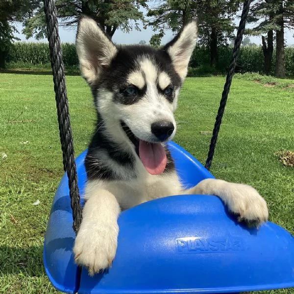  femmina di Siberian Husky 