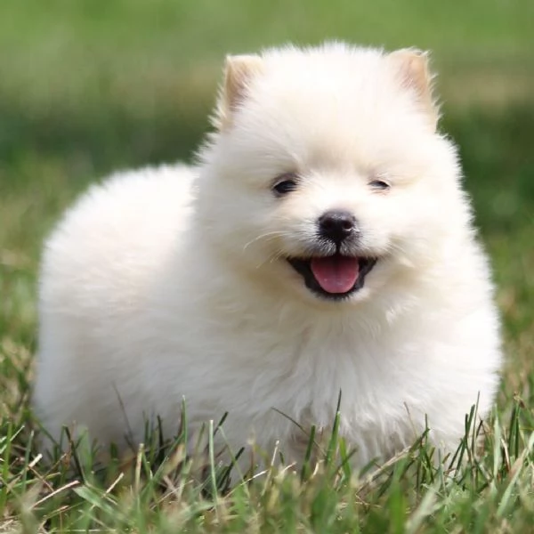 cucciolo di pomerania in adozione