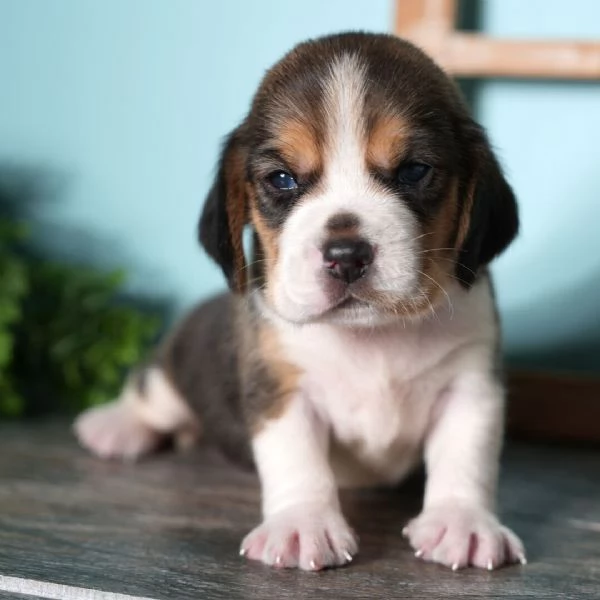 Cuccioli di Beagle in cerca di adozione.