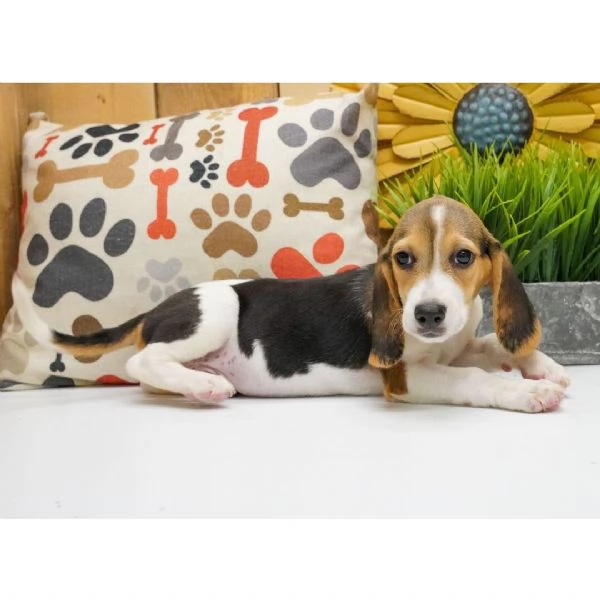 Beagle maschio di 12 settimane