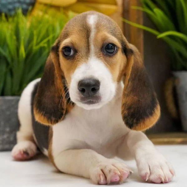 Beagle 