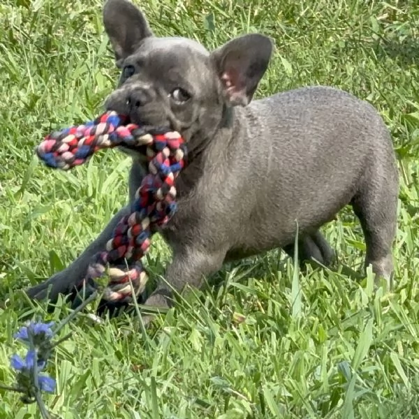 Squeaky  Bulldog Francese