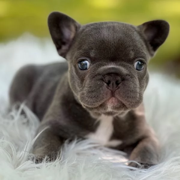  Bulldog Francese blu 