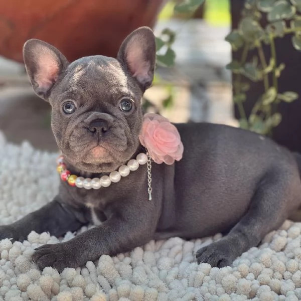  Bulldog Francese 6 settimane 