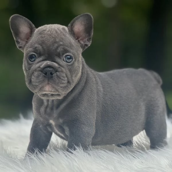 Bulldog Francese AKC